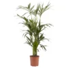 Kentia Palm In 24cm Terracotta Plastic Grow Pot