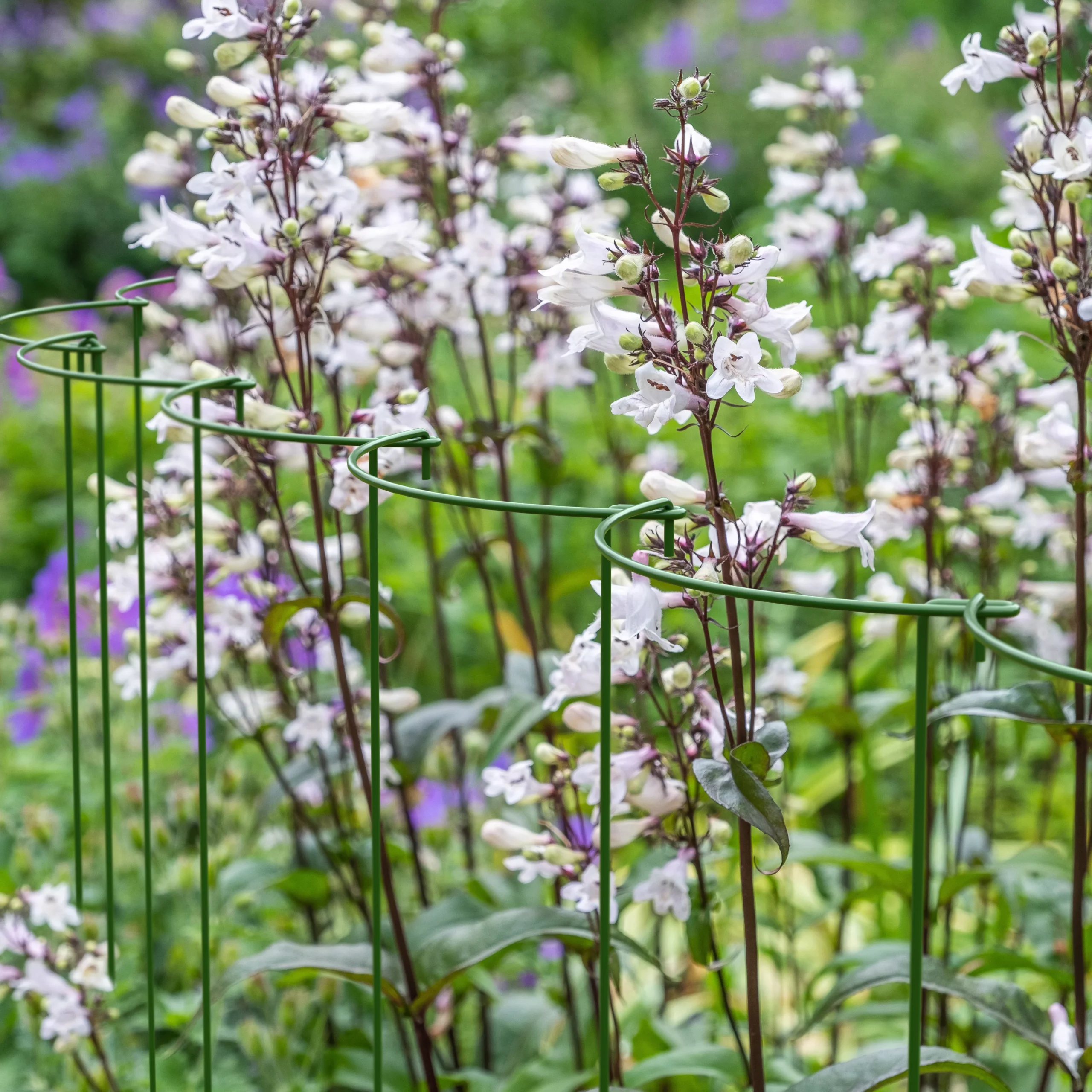 Panacea Steel Curved Plant Support Frame (L)60cm (Dia)25cm, Set Of 4 2 Panacea Steel Curved Plant Support Frame (L)60cm (Dia)25cm, Set Of 4 - Image 2